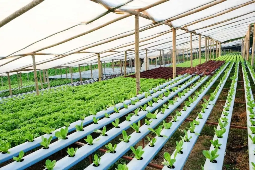 Complete Guide to Starting a Soilless Farming in Nigeria (Hydroponic Farming): Costs and Profitability 14 Hydroponic Farming in Nigeria6 1024x683 1