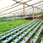 Hydroponic Farming in Nigeria6 1024x683 1