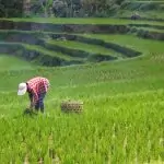 Rice Farming Guide in Nigeria