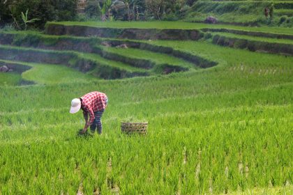 Rice Farming Guide in Nigeria